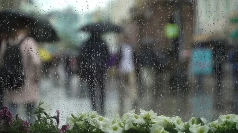 Abstract Beautiful background with view through the window with white flowers in Stock Footage 78466872