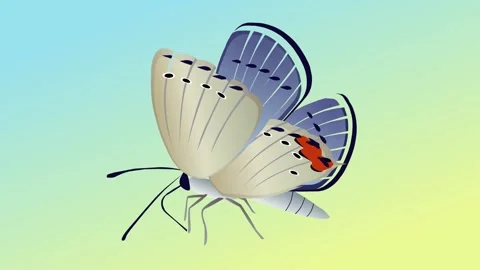 beautiful butterfly animation