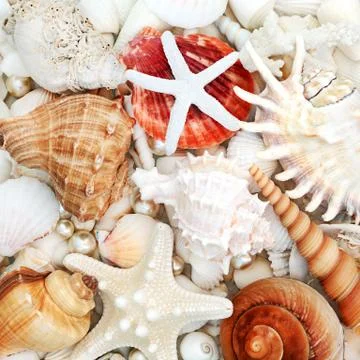 Abstract Beautiful Seashell Composition Background Stock Photos