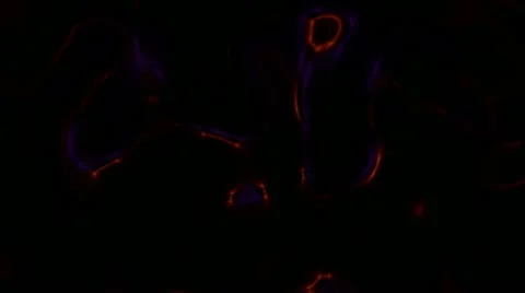 Abstract beauty lines Video stock 11059332