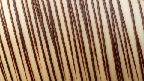 Abstract beige and brown gradient  lines white over brown texture background Stock Photos