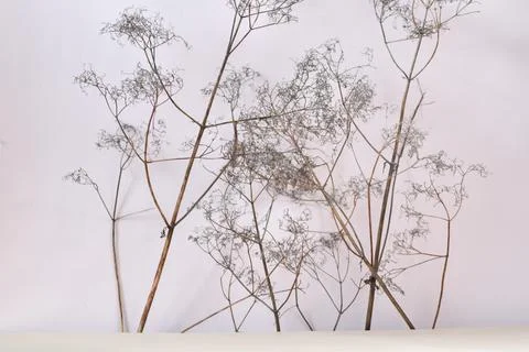 Abstract beige background with dry grass Stock Photos