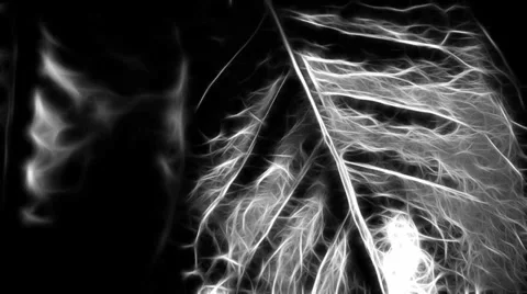 Abstract bergenia Video stock 27732996