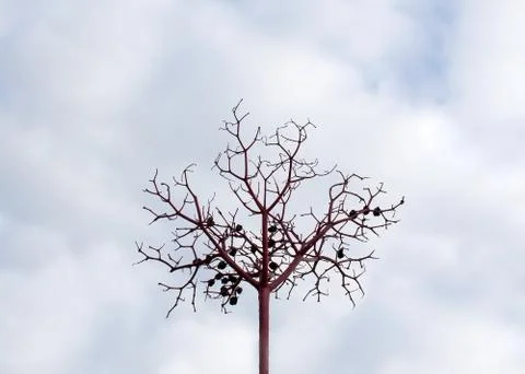 Abstract berry tree Stock Photos