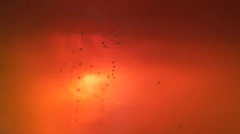 Abstract Beverage/Beer Bubbles Slow Motion. Stock Footage 61840106