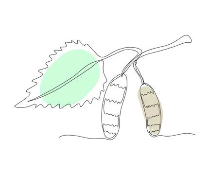 Abstract birch Tree, birch Branch with Leaf and catkins Continuous On Line .. Stock Illustration