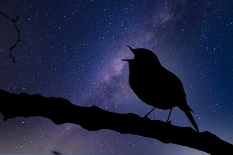 Abstract bird singing in the night Stock Photos