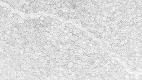 Abstract black and white background with biology cell pattern (Full HD) 動画素材 118208858