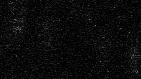 Abstract black and white generative texture 스톡 동영상 218603995