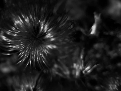 Abstract black and white macro with blurred floral structure Stock Photos