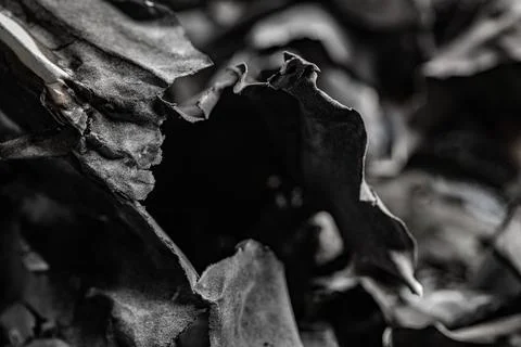 Abstract black and white macro shot of burnt charred paper and ash texture Stock Photos