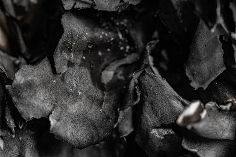 Abstract black and white macro shot of burnt charred paper and ash texture Stock Photos