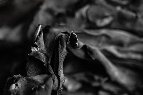 Abstract black and white macro shot of burnt charred paper and ash texture Stock Photos
