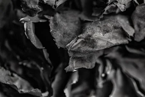 Abstract black and white macro shot of burnt charred paper and ash texture Stock Photos
