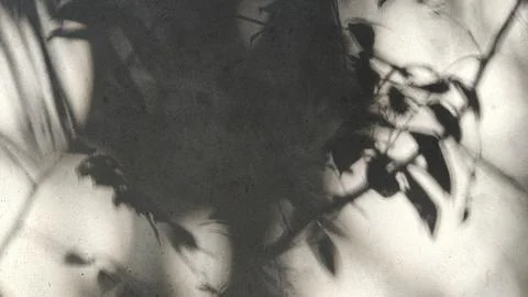 Abstract black and white shadow of plant leaves cast on a textured wall surface Stock Photos