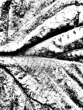 The abstract black and white texture of a section of a plane tree leaf that h Stock Photos