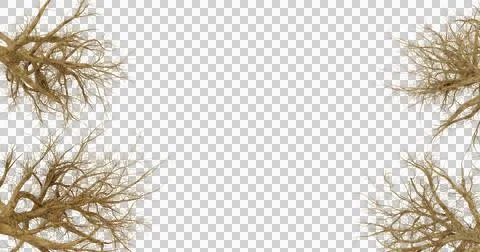 Abstract  Black Background With Delicate Brown Spiky Plant Frame Stock Photos