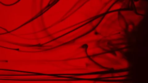 Abstract black lines on a red background. Stock Footage 266053948