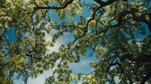 Abstract Blossoming Tree Canopy Framing Blue Sky With Sunlit Spring Texture Stock Footage 338160874