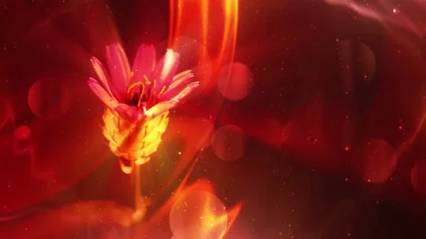 Abstract Blossoms Background Loop Stock Footage 135519261