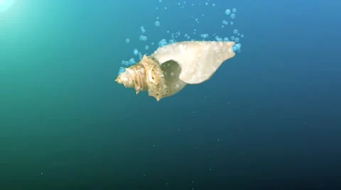 Abstract blue background with falling rotating seashell Stock Footage 41150092