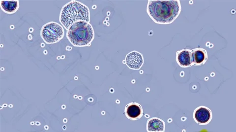 Abstract blue cells of microorganisms under a microscope. Virus testing. Stock Footage 165138246