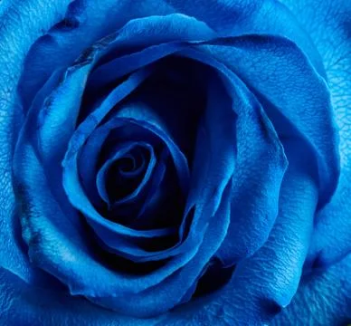 Abstract blue flower background Stock Photos