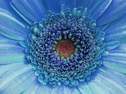 Abstract  blue Gerbera daisy flower close-up, surreal flower in trendy blue.. 스톡 사진