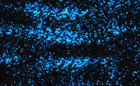 Abstract blue particles floating and glowing softly on a black background, .. Stock Illustration