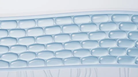 Abstract blue skin cell layer animation showing microscopic structure and h.. 스톡 동영상 327248273