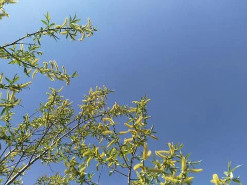 Abstract blue sky background without clouds with willow branches on the left Stock Photos