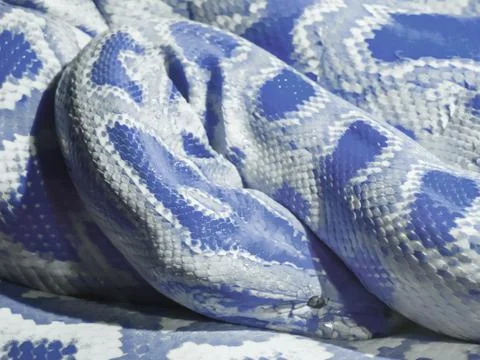 Abstract blue snake Fotos de archivo