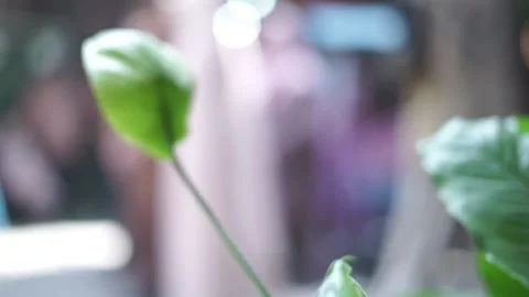 Abstract Blur and Bokeh Background for Video Transitions and Opening 動画素材 344541054