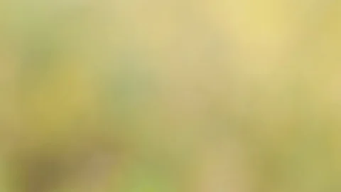 Abstract blur background. Stock Footage 86338461