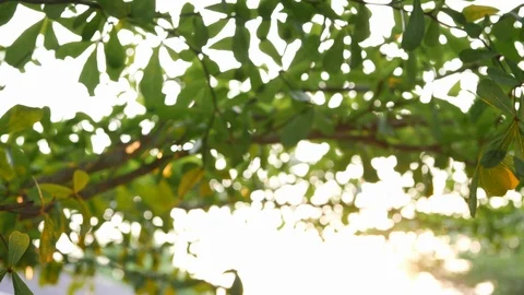 Abstract blur bokeh of sun lights through green tree in summer morning Stock Footage 89217576