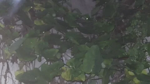 Abstract Blur Flying Insect Video stock 303211123