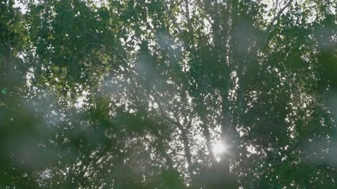 Abstract blur green birch trees with shining sun. Like impressionism Stock Footage 130523091
