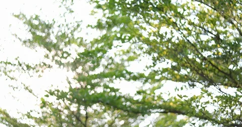Abstract blur green tree bokeh beautiful in nature Stock Footage 86383966
