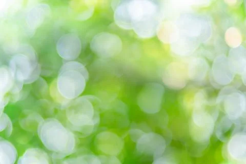 Abstract blur image of green tree with sunlight for background, add lens flar Stock Photos