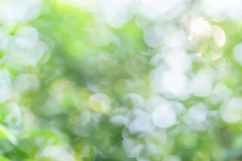 Abstract blur image of green tree with sunlight for background, add lens flar Stock Photos
