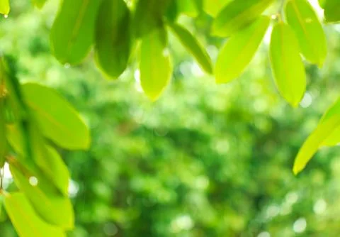Abstract blur of natural Stock Photos