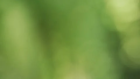 Abstract blur nature background Stock Footage 220038537