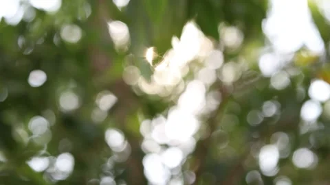 Abstract blur nature light background, bokeh light nature background Stock Footage 169081126