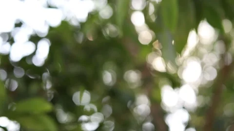 Abstract blur nature light background, bokeh light nature background Video stock 169081127