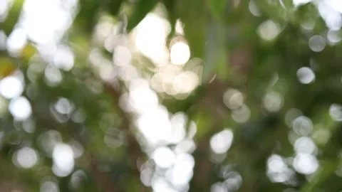 Abstract blur nature light background, bokeh light nature background Stock Footage 169081128