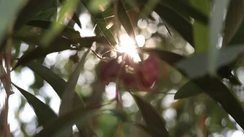 Abstract blur nature light background, bokeh light nature background Video stock 169081178