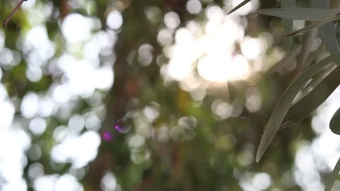 Abstract blur nature light background, bokeh light nature background Stock Footage 169081262