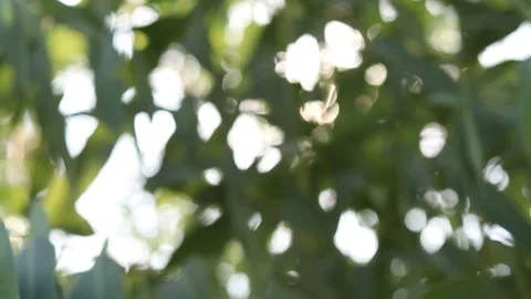 Abstract blur nature light background, bokeh light nature background Stock Footage 169081606