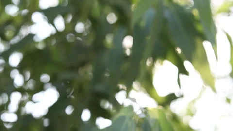 Abstract blur nature light background, bokeh light nature background Stock Footage 169081607
