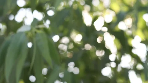 Abstract blur nature light background, bokeh light nature background Video stock 169081609